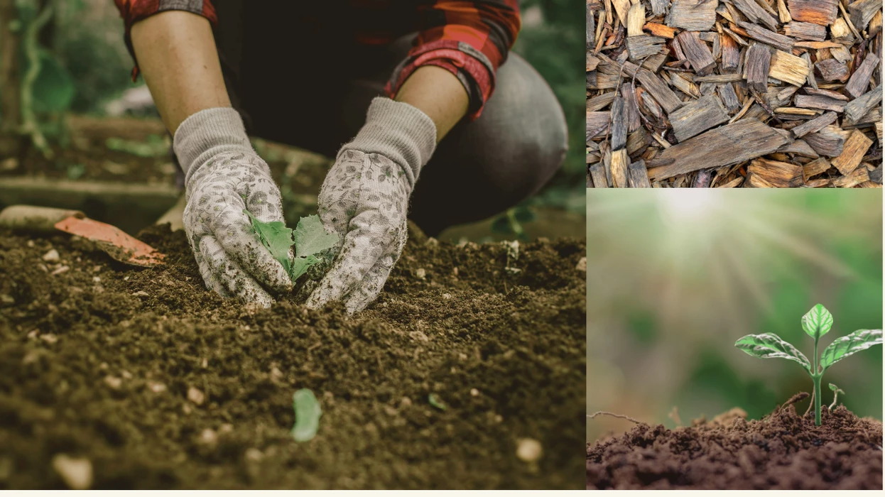 Distribution gratuite de compost et broyat - 