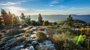 Forêt des Écrivains Combattants, à Combes - ©Olivier Octobre