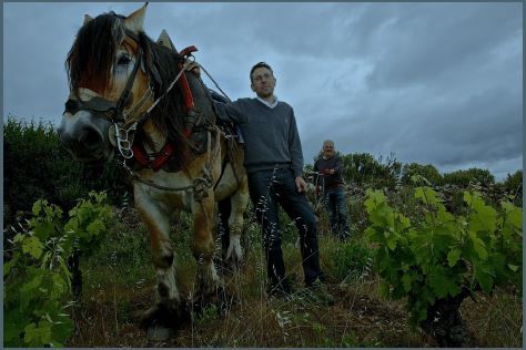 Cedric-guy-vignes - ©DOMAINE DE BON AUGURE