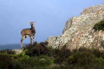 Mouflon du Caroux©G.Souche PHLV ©G.SOUCHE - PHLV
